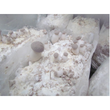 Мицелий Вешенки королевской / Эринги (Pleurotus eryngii) Мицелий Вешенки королевской / Эринги (Pleurotus eryngii)